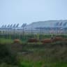 Cattle graze in front of a row of some fifteen US Airforce KC-46 Pegasus tankers and one P-8 Poseidon tankers from the US Navy which are stationed at Lajes Air Base, Praia da Vitória, Terceira island, in the Azores archipielago in the Atlantic Ocean on February 23, 2026. 