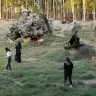 Forest medicine in Israel.