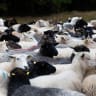 Sheep and goats during their transfer from summer pastures to winter pastures, near Pribram, Czech Republic, November 7, 2025; illustrative.