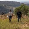 Palestinians and Israeli activists take part in the olive harvest in the village of Beitillu, northwest of Ramallah in the West Bank, overlooking Wadi Zarqa and opposite the illegal Israeli outpost of Or Binyamin, October 2, 2026.