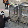 Dogs and parrots rescued from a fire in Hadera, October 12, 2026.
