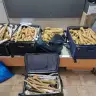 Unusual seizure at Ben-Gurion Airport: A doctor from central Israel tried to bring in 300 seedlings from Thailand without a permit from the Agriculture Ministry.