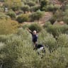 A Palestinian farmer gestures during the harvest season, in Palestinian-owned olive groves in Beit Anan, near Ramallah, in the West Bank, October 15, 2026.