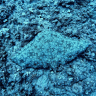 Marbled stingray off the coast of Israel.