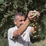 A Palestinian farmer raises a handful of olives over a dark collection cloth as several fruits fall from his hands in Beit Awwa, southwest of Hebron in the West Bank, on October 15, 2026. 