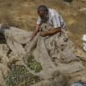 Palestinians, along with Jewish and international peace activists, take part in the olive harvest in the town of Idhna, west of Hebron in the West Bank, October 13, 2026.