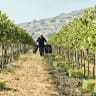 HEDAI OFFAIM is a true vigneron, caring for the vines and growing wine in his vineyards. 