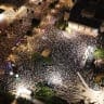 Hostage Square in Tel Aviv packed with protesters in calls for a State Commission of Inquiry.