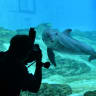 A visitor takes picture of an Indo-pacific bottlenose dolphin at the S.E.A. Aquarium at Resorts World Sentosa in Singapore on September 3, 2018. 