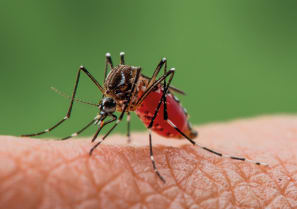 Macro close up of a yellow fever mosquito sucking blood on skin.