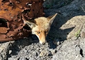  Reservists rescued a fox that got stuck in a barrel in a training area