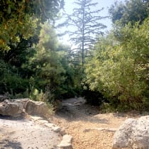 HANITA FOREST