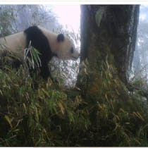  A giant panda in the Wolong nature reserve in China's Szechuan Province checks on recent social postings on a scent-marking tree. 
