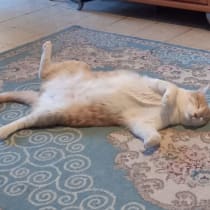  Se ve a un gato gordo descansando en el salón después de una copiosa cena de viernes por la noche.