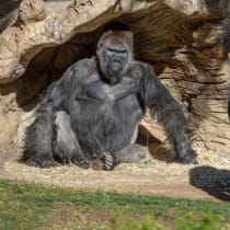  Gorilas sentados después de que dos de su tropa dieran positivo en COVID-19 tras enfermar en el Safari Park del zoo de San Diego.