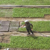  PALESTINIAN FARMER Youssef Abu Rabie works in a field growing seedlings to combat food shortages, amid the ongoing conflict between Israel and Hamas, in Beit Lahia in the northern Gaza Strip, last month. 