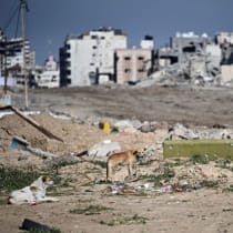  Un perro entre los escombros en la Franja de Gaza, 8 de febrero de 2024