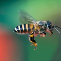  Una abeja
