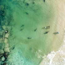  Vista desde un dron de tiburones nadando frente a la costa de Hadera, Israel, 17 de abril de 2021.