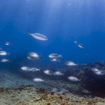   Se ven peces nadando bajo el mar Mediterráneo, donde el cambio climático ha obligado a muchos animales a nadar a nuevas profundidades. 
