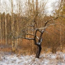 Kashubia, Polonia