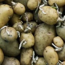 Green potatoes
