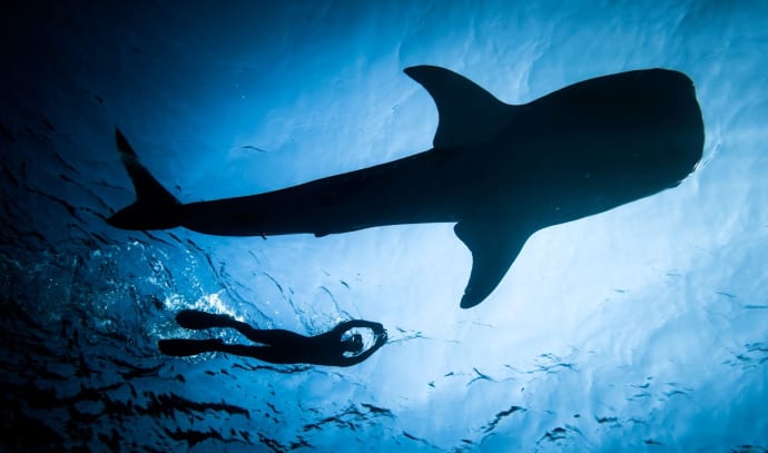 Shark Awareness Day: One-third of sharks and rays at risk of