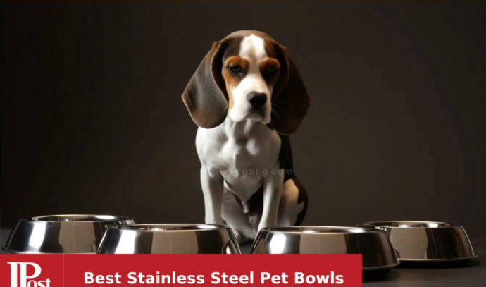 Best Bowls for Small Dogs: Quality Meets Convenience