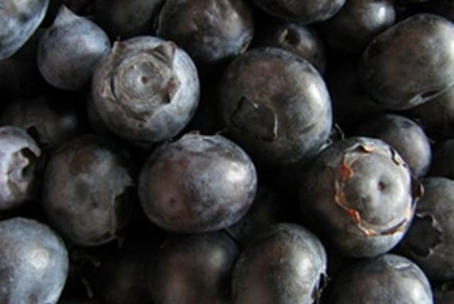 Blueberries 370 (photo credit: Wikimedia Commons)