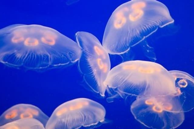 Jellyfish 370 (photo credit: Jonathan Miller)