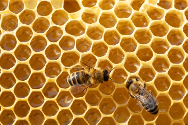 bees on honeycomb illustrative (photo credit: INGIMAGE)