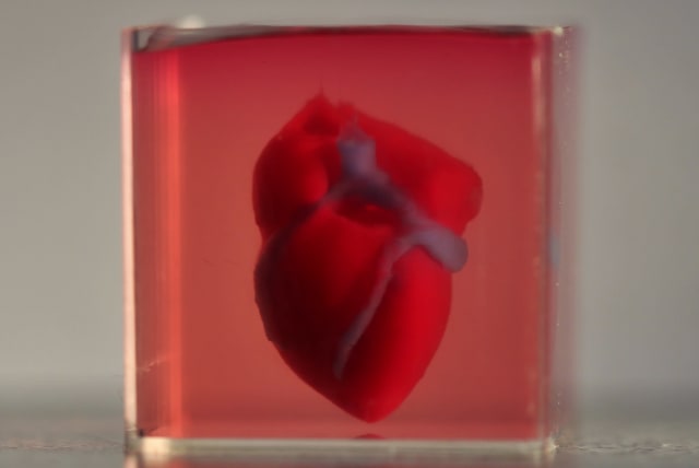 A 3D printed, small-scaled human heart engineered from the patient’s own materials and cells. (photo credit: TEL AVIV UNIVERSITY)
