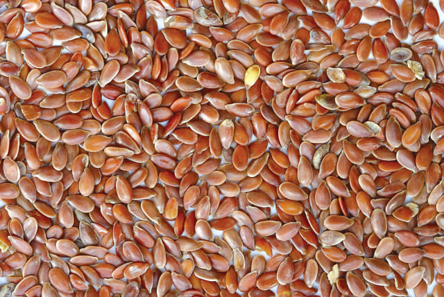 The might flax seed (photo credit: Wikimedia Commons)