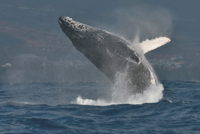 A humpback whale is seen breaching the water. (photo credit: Wikimedia Commons)