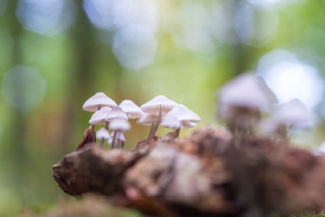  psychedelic mushrooms (illustrative) (photo credit: WAVIPICTURE)