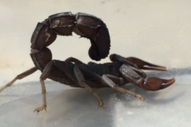  Arabian fat-tailed scorpion (photo credit: SPEEDPHI/CREATIVE COMMONS)