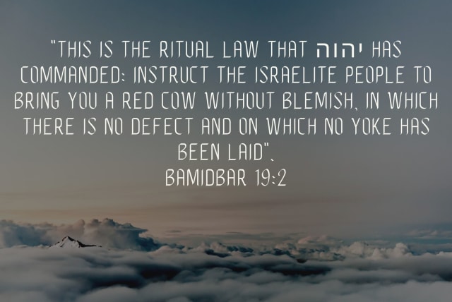  Red Cow qoute (photo credit: JERUSALEM POST)