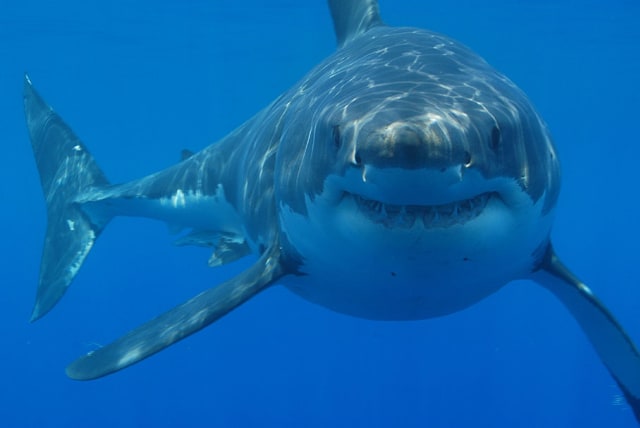  Great white shark (photo credit: Wikimedia Commons)