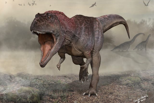  An artist's reconstruction of the Cretaceous Period meat-eating dinosaur Meraxes gigas. (photo credit: Carlos Papolio/Handout via REUTERS)