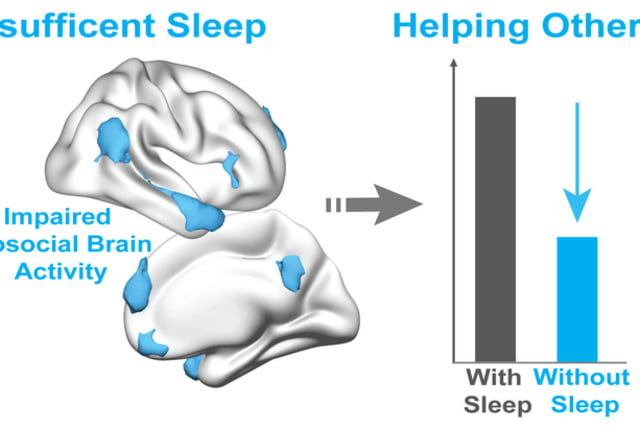  A new study by UC Berkeley scientists shows how sleep loss dramatically reduced the desire to help others, triggered by a breakdown in the activity of key prosocial brain networks. (photo credit: ETI BEN SIMON AND MATTHEW WALKER/UC BERKELEY)