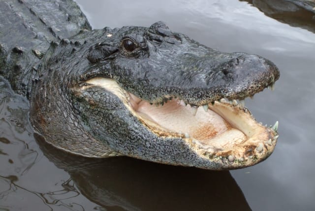 American alligator (photo credit: PUBLIC DOMAIN/VIA WIKIMEDIA COMMONS)