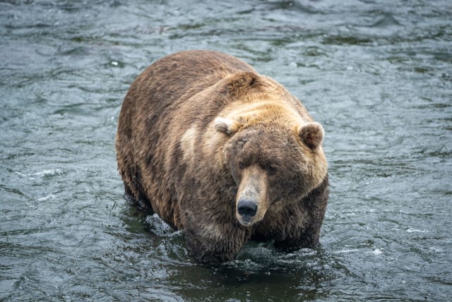  Bear 480, Otis, after several months of packing on the pounds. (photo credit: Courtesy L. Law via Katmai National Park and Preserve)