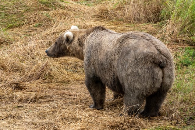  Bear 128 Grazer in all her glory. (photo credit: Courtesy L. Law via Katmai National Park and Preserve)