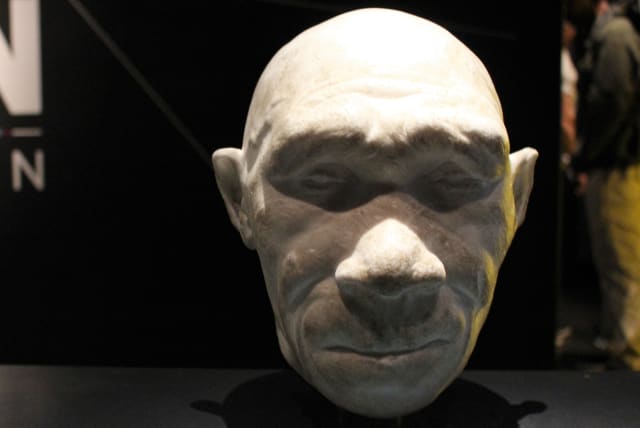  Reconstruction of what early human ancestor Homo Heidelbergensis may have looked like. (photo credit: Wikimedia Commons)
