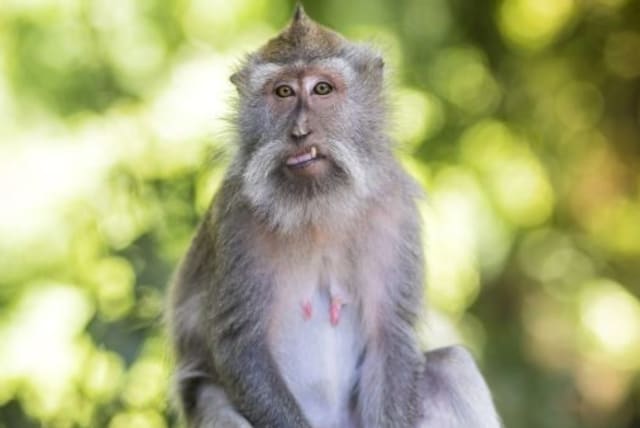 Macaque at Sacred Monkey Forest, Bali, Indonesia (photo credit: INGIMAGE)