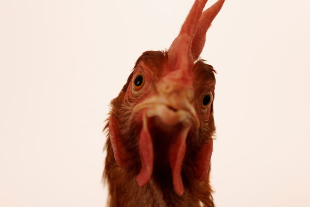  A cage-free chicken (illustrative) (photo credit: MIKE BLAKE/REUTERS)