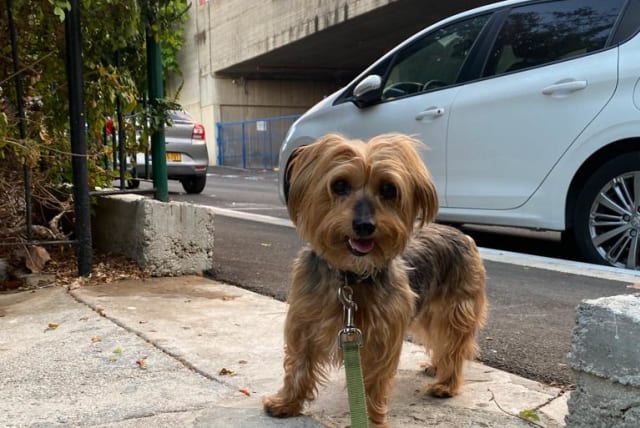  Amelia the dog, looking happy and fabulous in Tel Aviv (Illustrative). (photo credit: JOANIE MARGULIES)