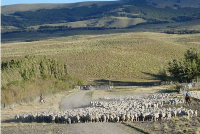  Sheep grazing in Patagonia, Argentina. (photo credit: Sergio Velasco Ayuso)