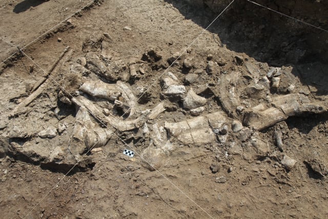 Fossil hippo skeleton and associated Oldowan artifacts at the Nyayanga site in July 2016 (photo credit: TW PLUMMER/HOMA PENINSULA PALEOANTHROPOLOGY PROJECT)