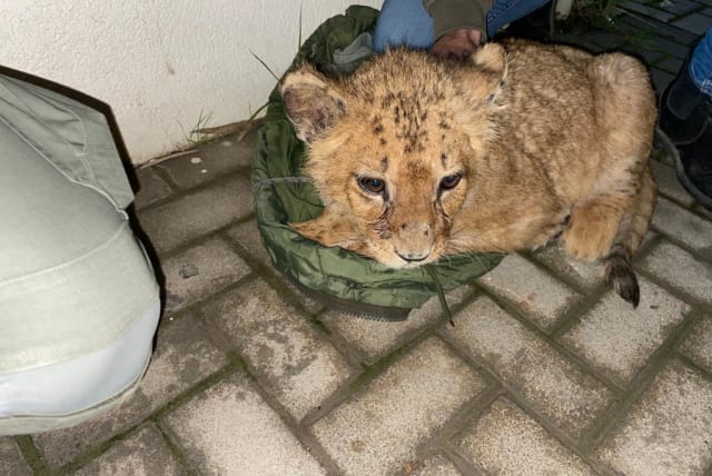  Abu Malek the lion cub is found in an apartment in the center of Israel. (photo credit: ISRAEL POLICE SPOKESPERSON'S UNIT)
